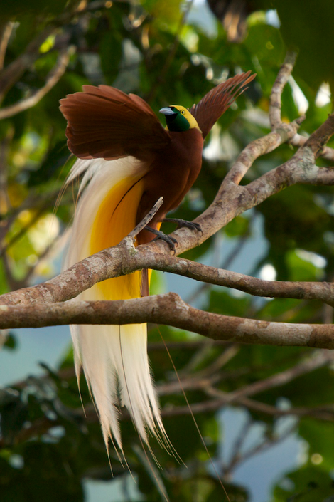 The lesser bird-of-paradise.